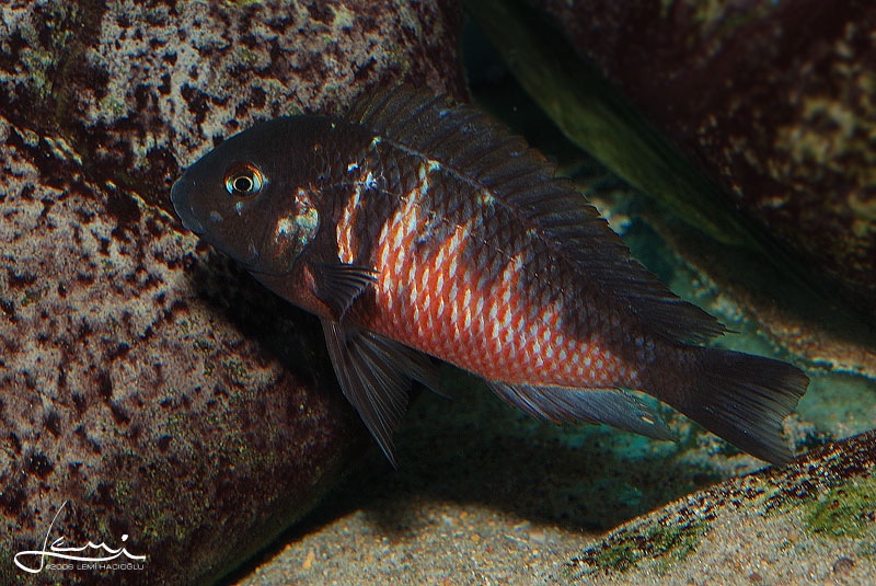 Tropheus Red Belly